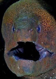 Banda Sea 2018 - DSC05717_rc - Giant moray - Murene Javanaise - Gymnothorax javanicus